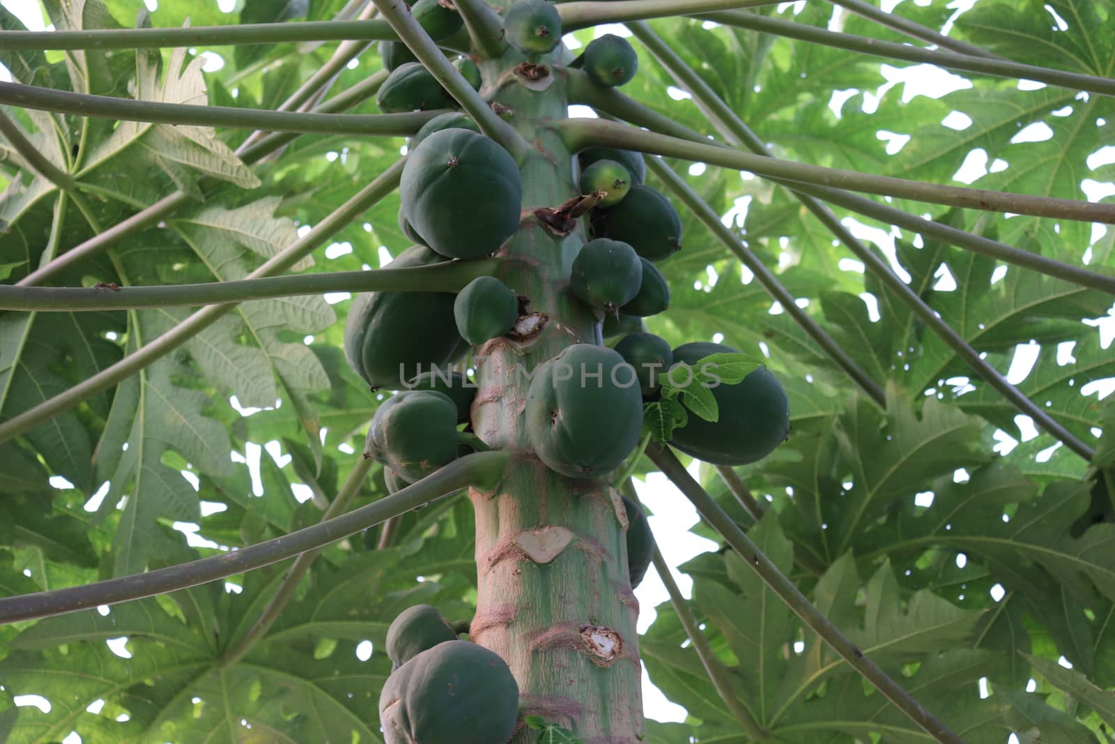 healthy green papaya on tree in garden