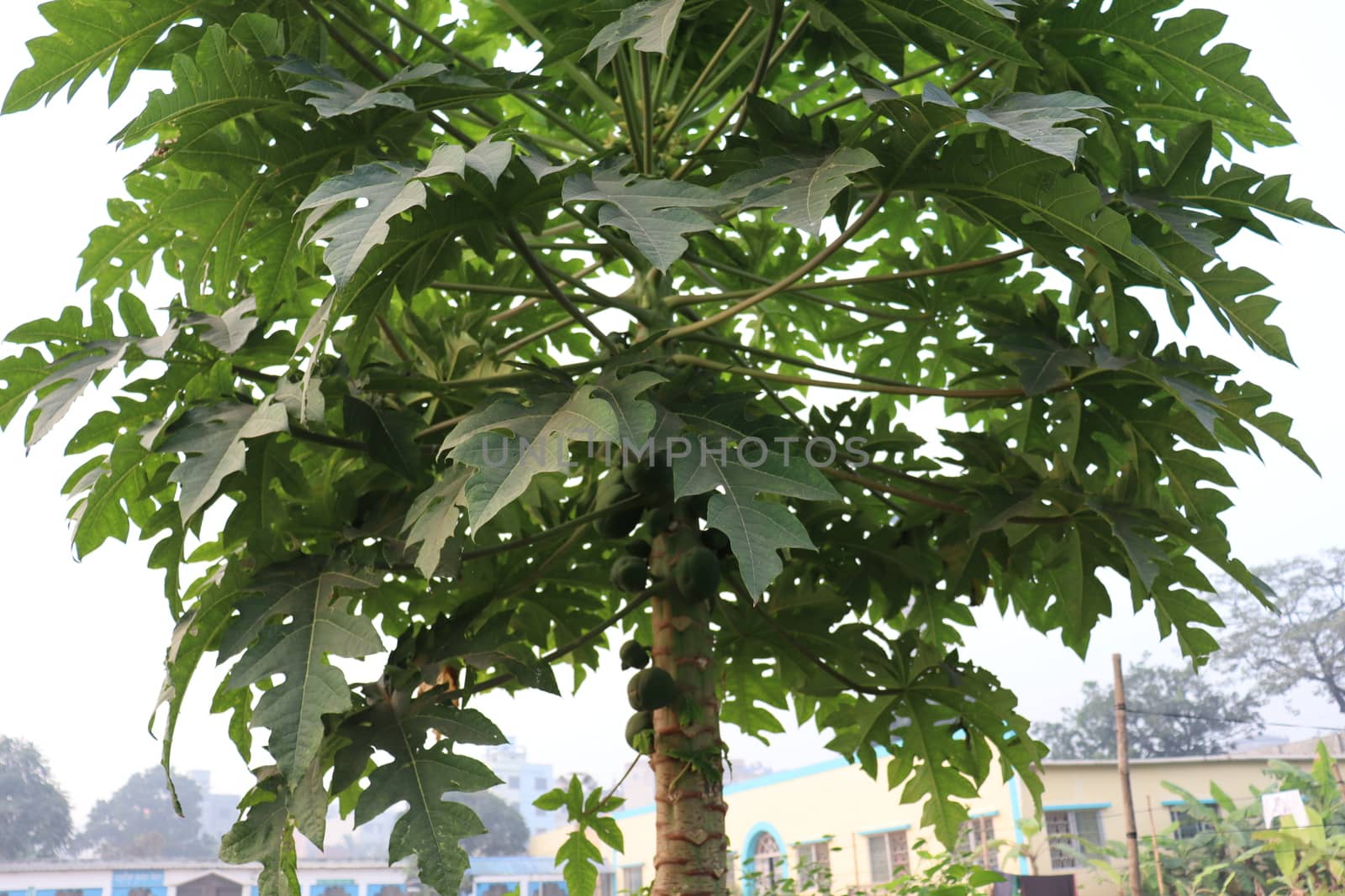 papaya tree with green leaf on farm