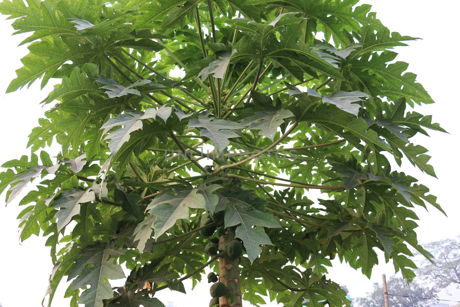 papaya tree with green leaf on farm