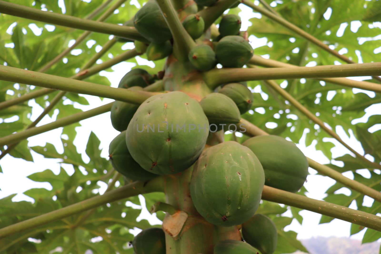 healthy green papaya on tree in garden
