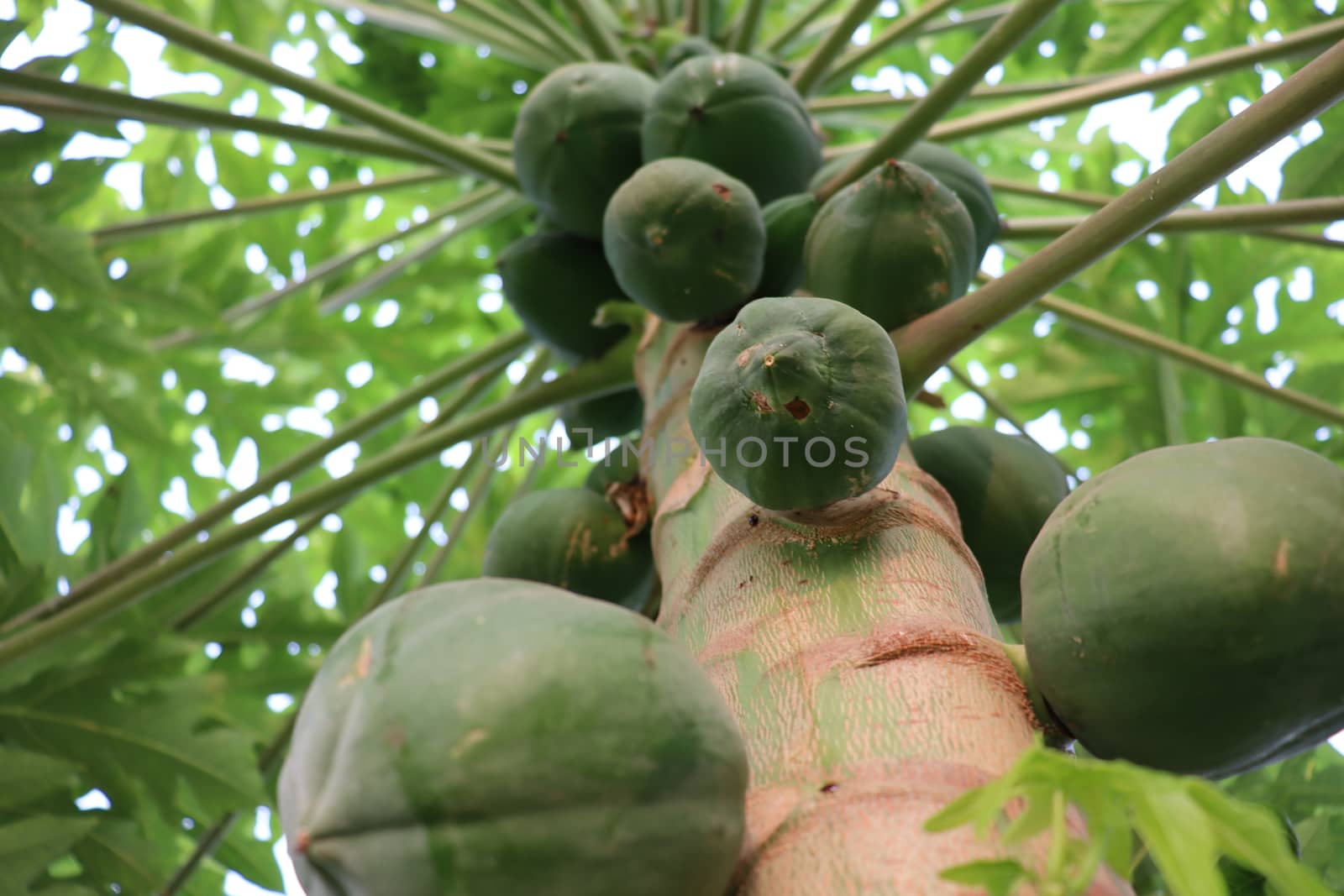 healthy green papaya on tree in garden