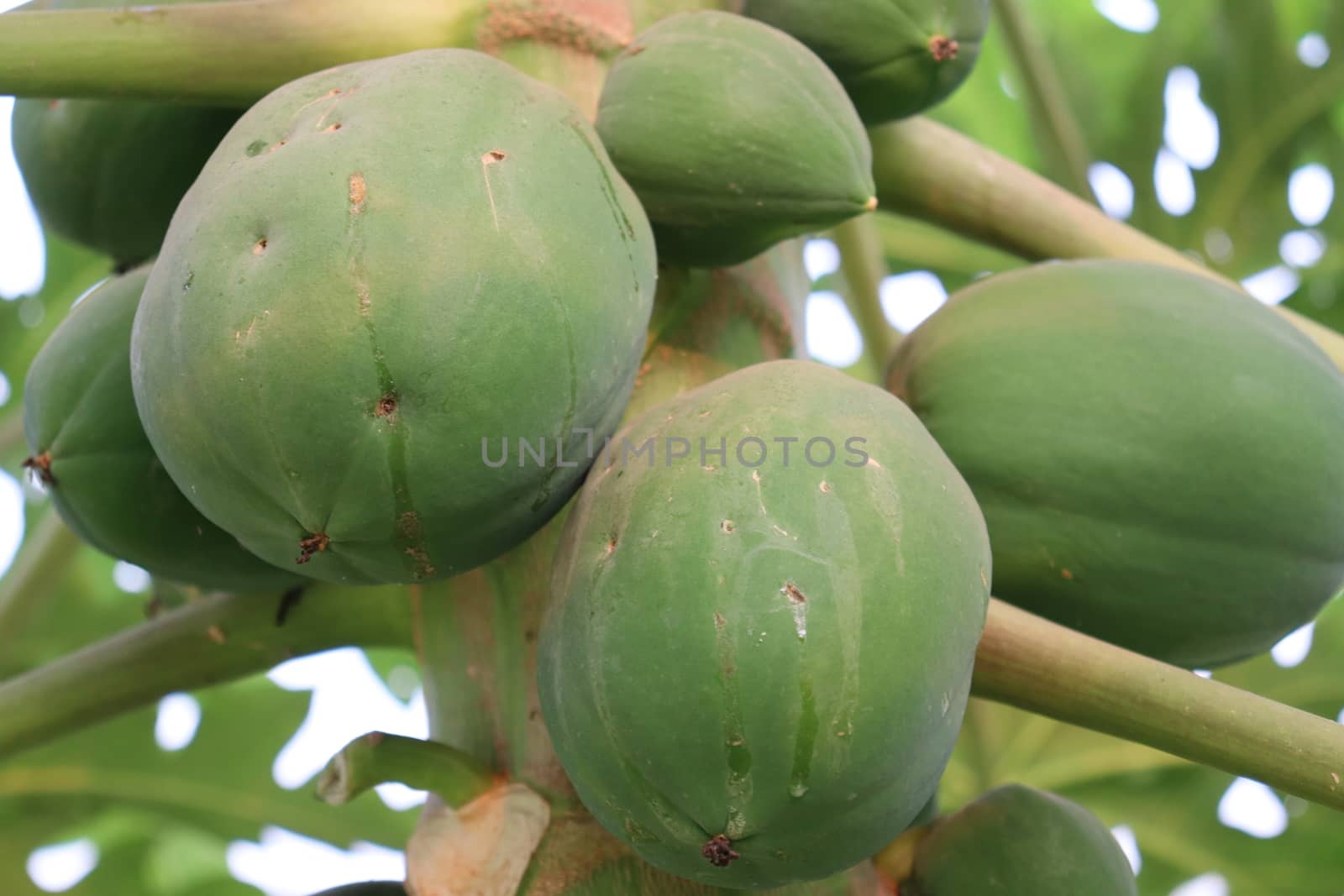healthy green papaya on tree in garden