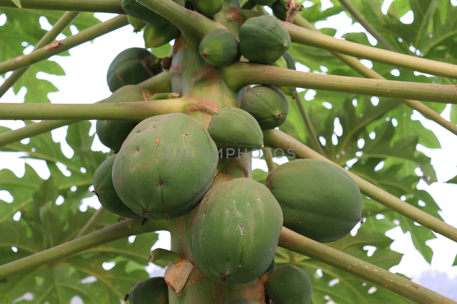 healthy green papaya on tree in garden