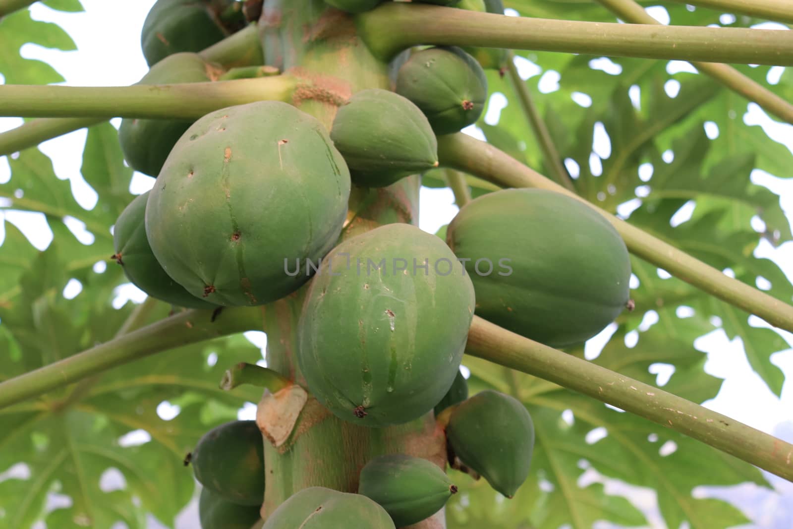 healthy green papaya on tree in garden
