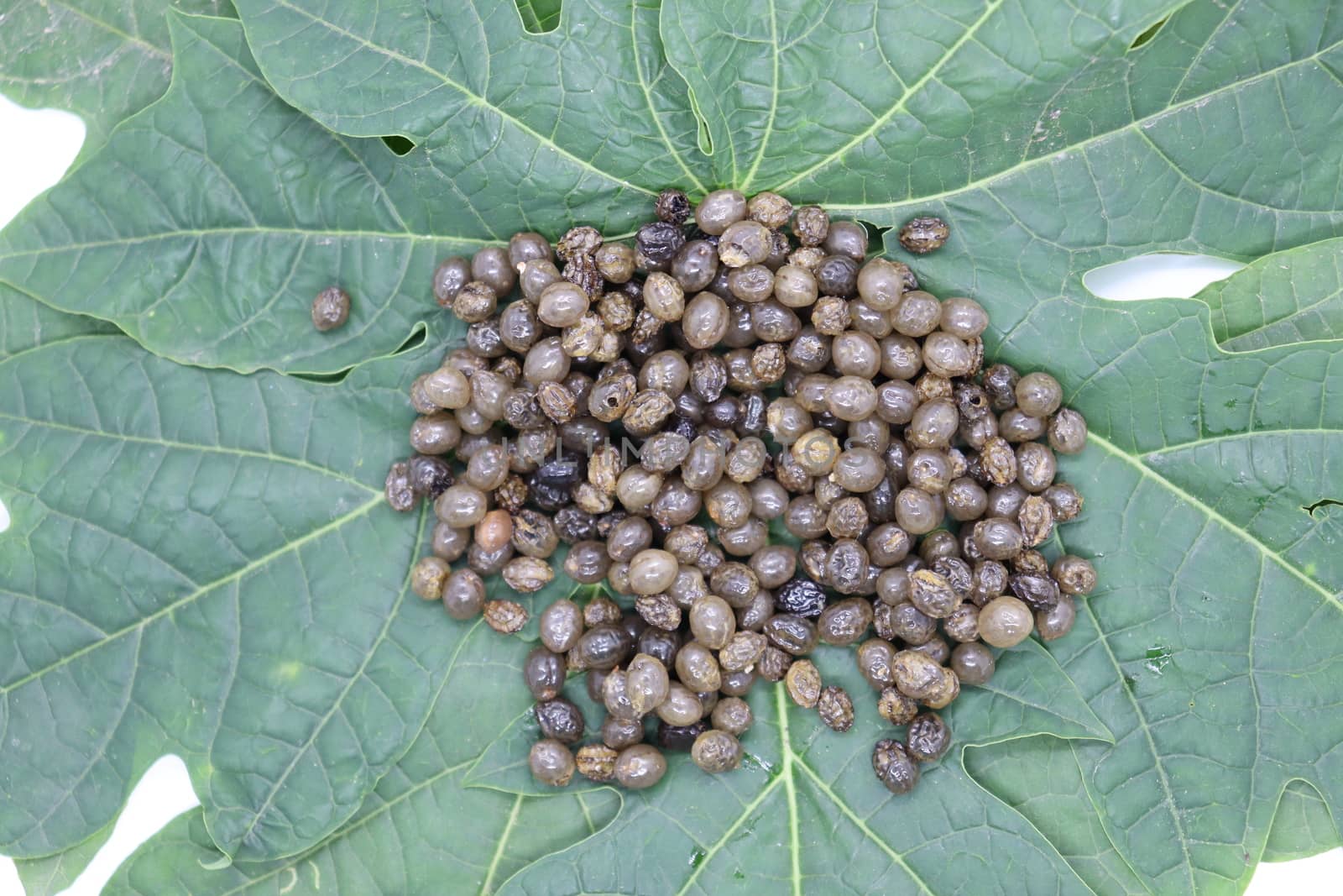 papaya seeds stock on green leaf for farming