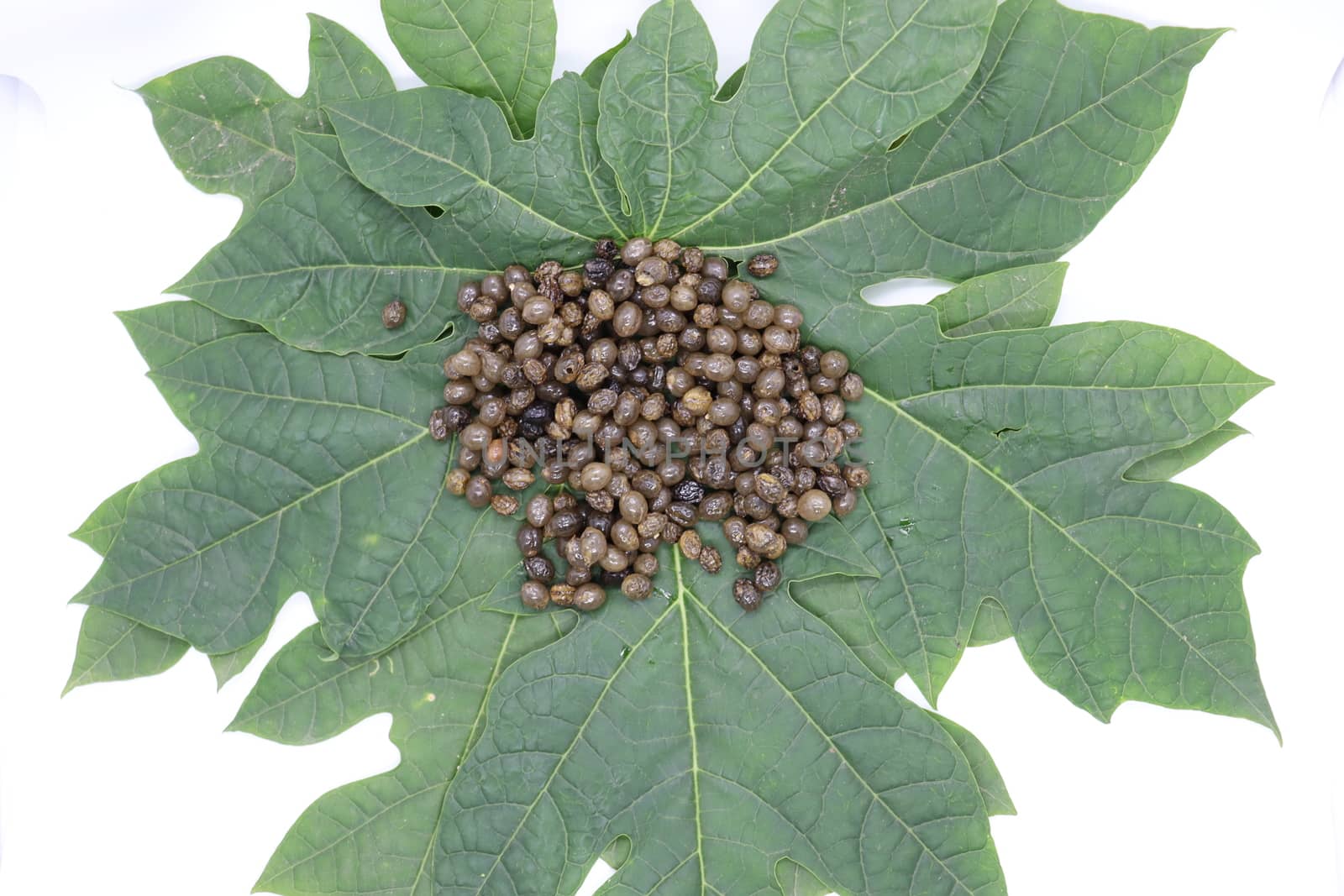 papaya seeds stock on green leaf for farming