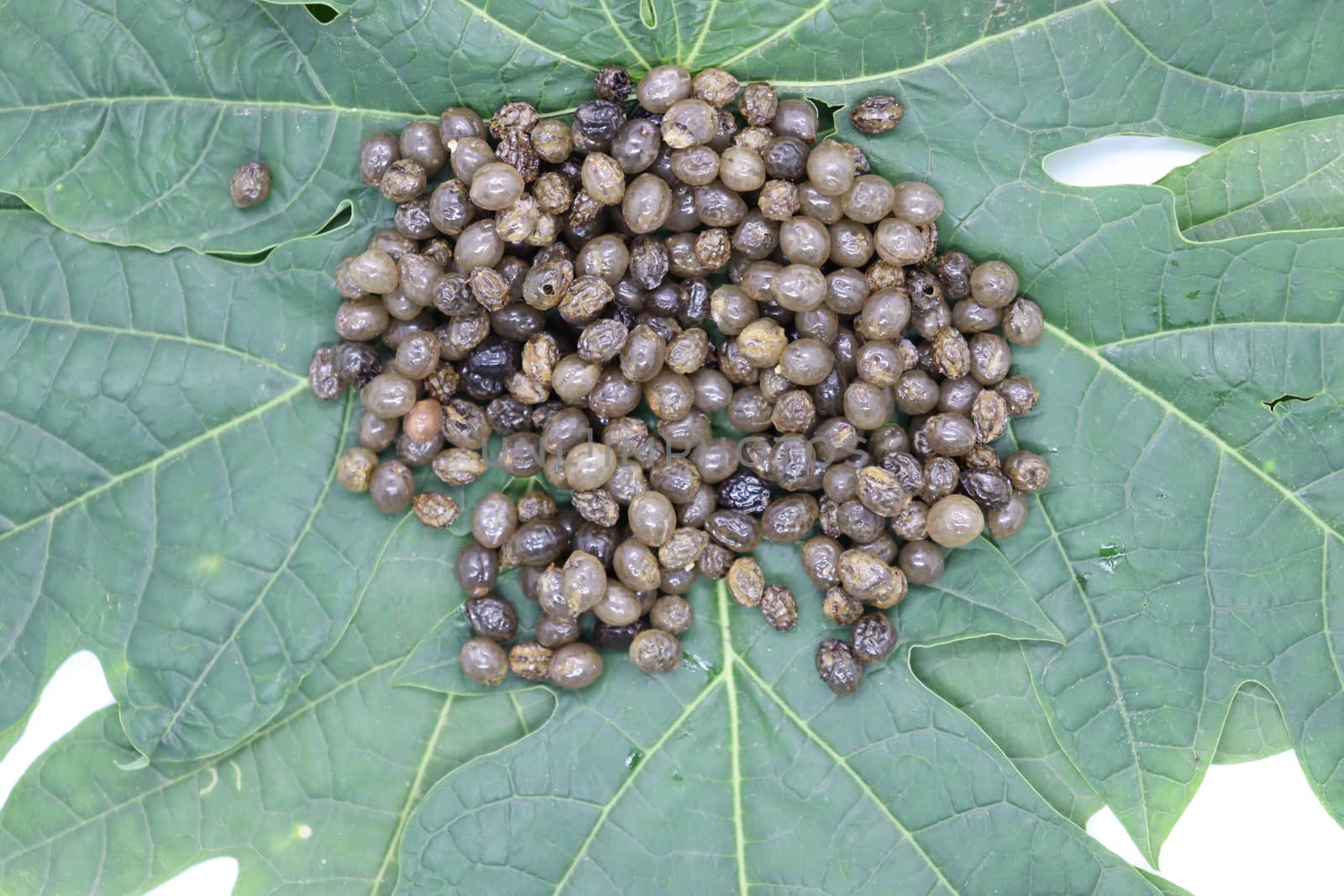 papaya seeds stock on green leaf for farming