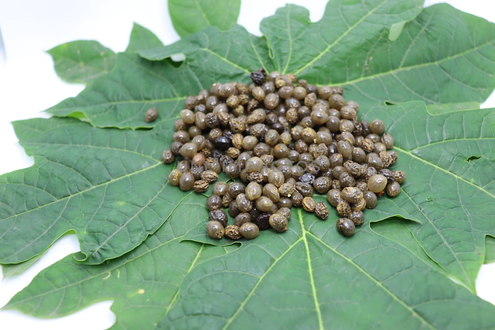 papaya seeds stock on green leaf for farming