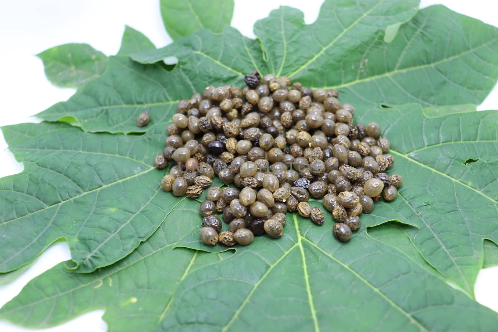 papaya seeds stock on green leaf for farming