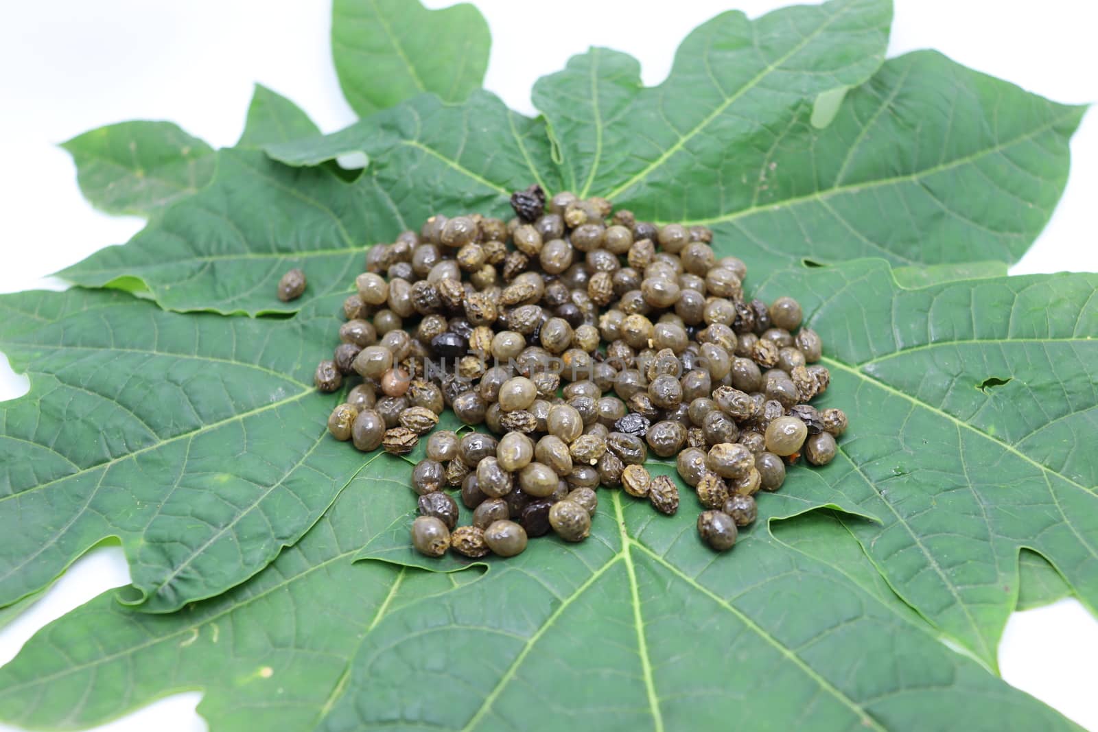 papaya seeds stock on green leaf for farming