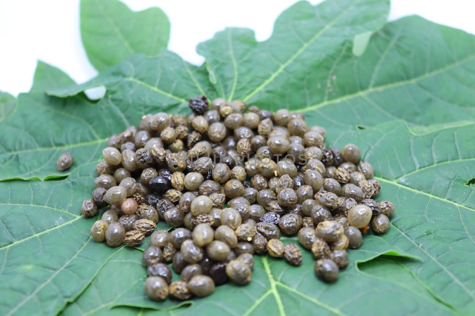 papaya seeds stock on green leaf for farming