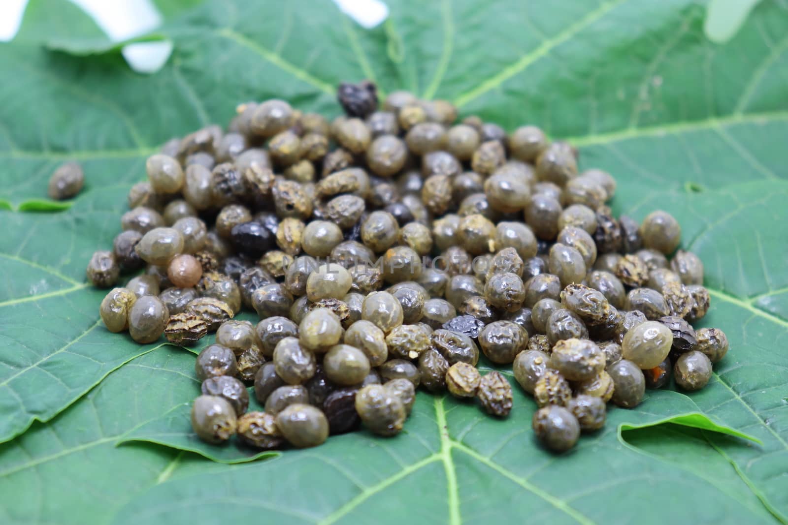 papaya seeds stock on green leaf for farming