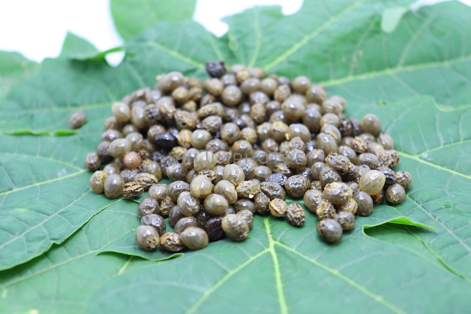 papaya seeds stock on green leaf for farming