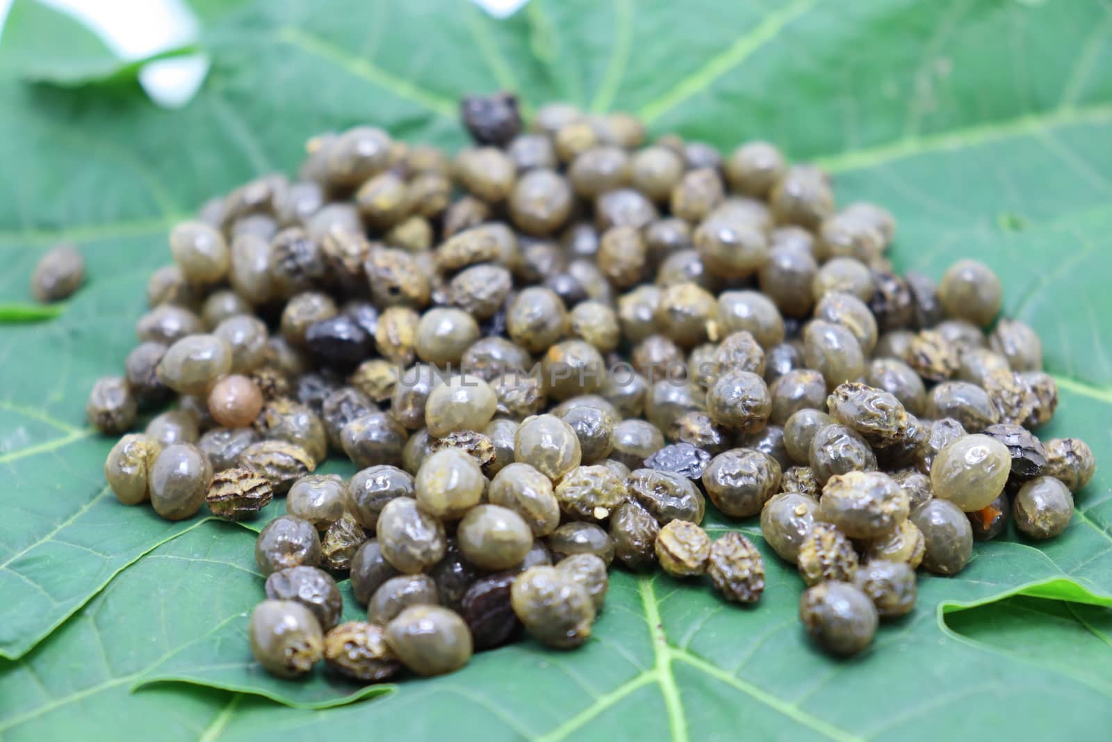 papaya seeds stock on green leaf for farming