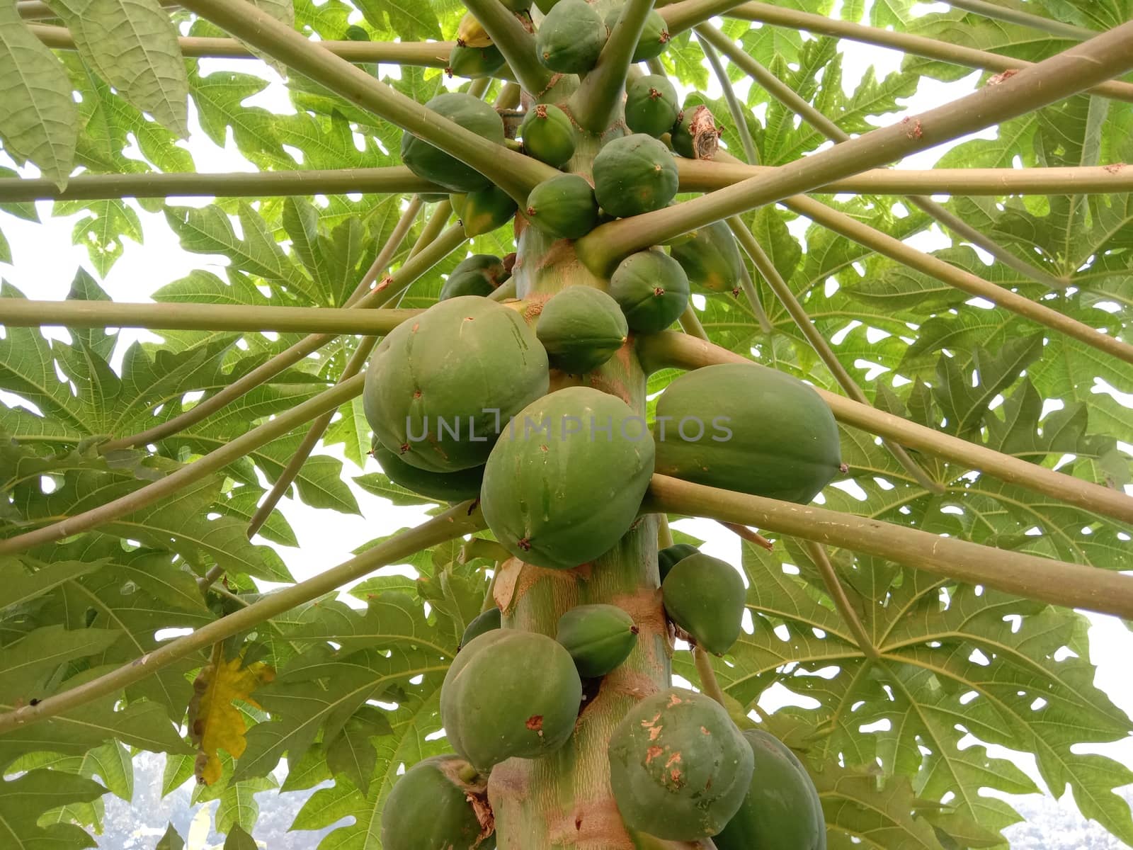 healthy green papaya on tree in garden