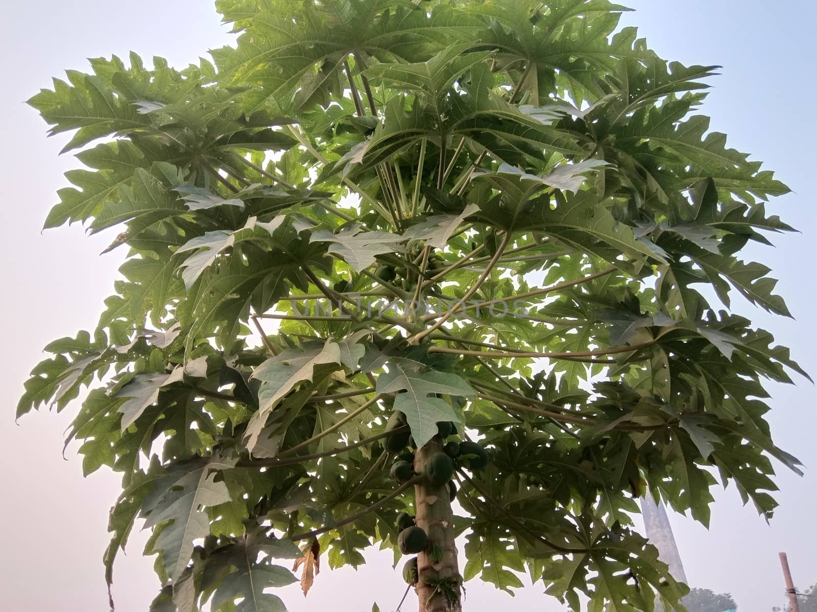 papaya tree with green leaf on farm