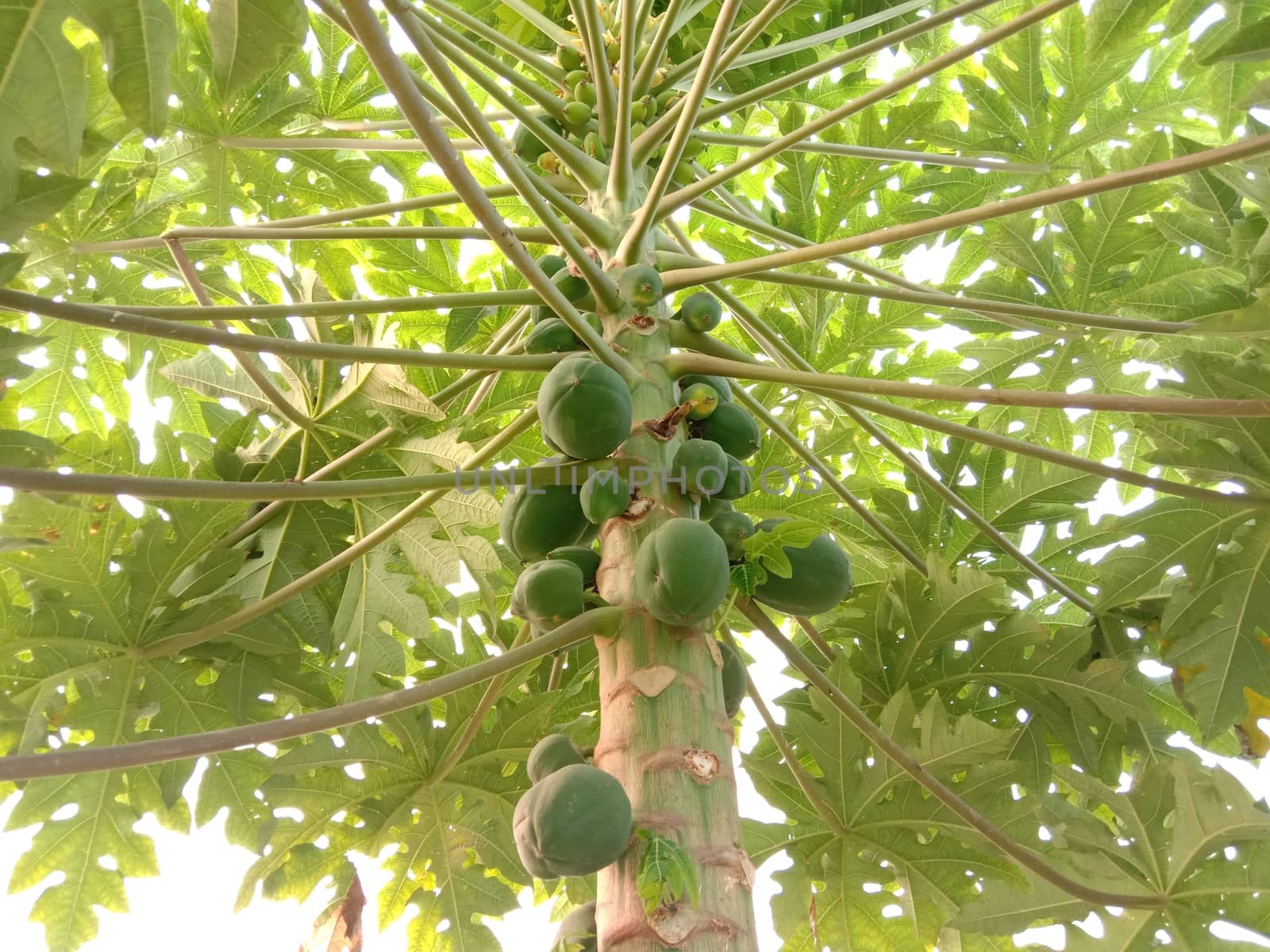 healthy green papaya on tree in garden