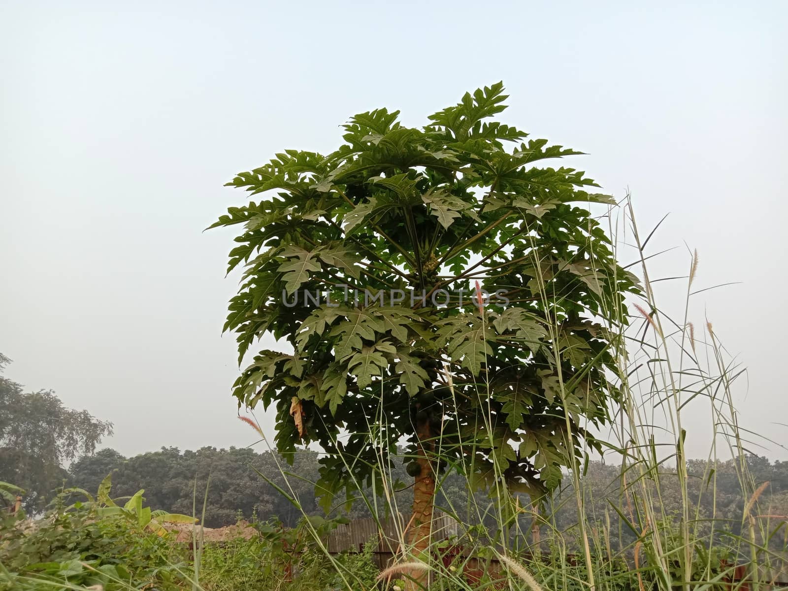 papaya tree with green leaf on farm