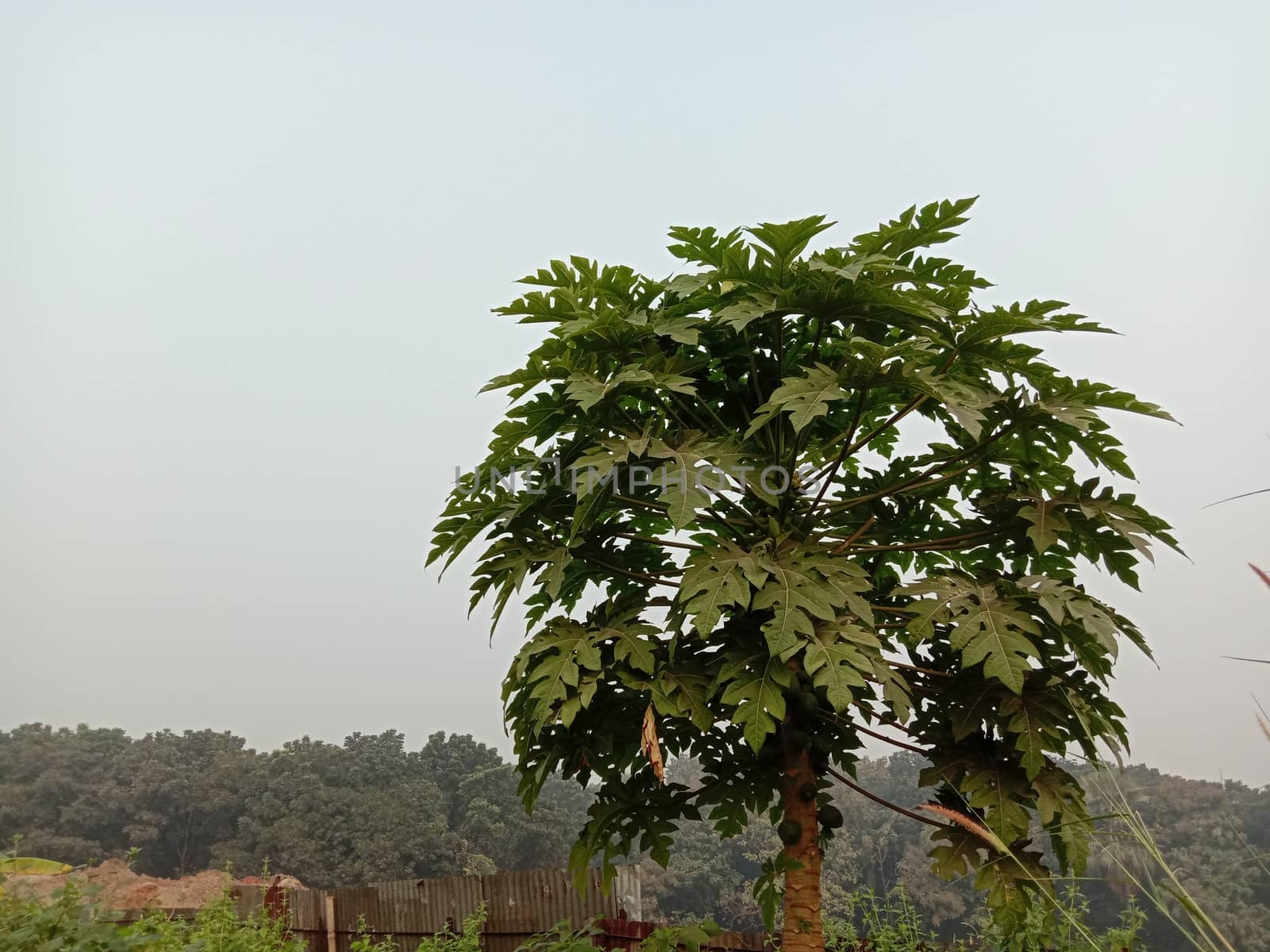 papaya tree with green leaf on farm