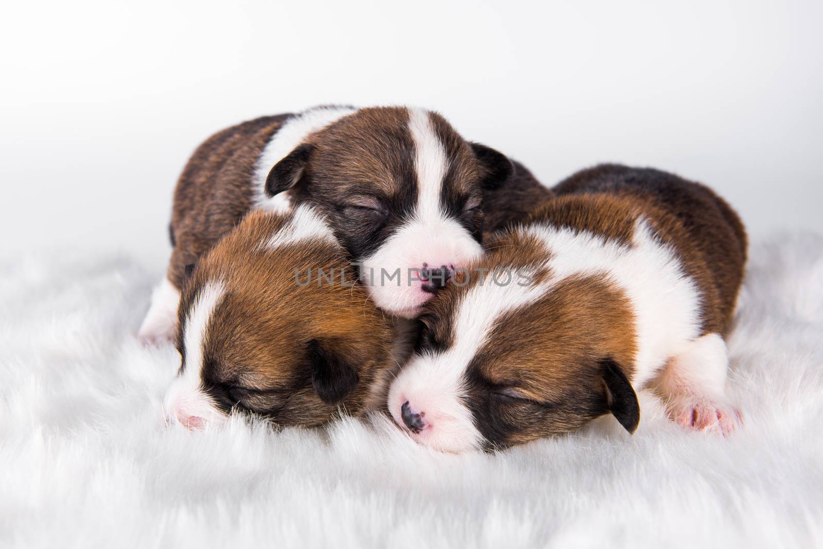 Group of three Pembroke Welsh Corgi pembroke puppies dogs isolated on white background