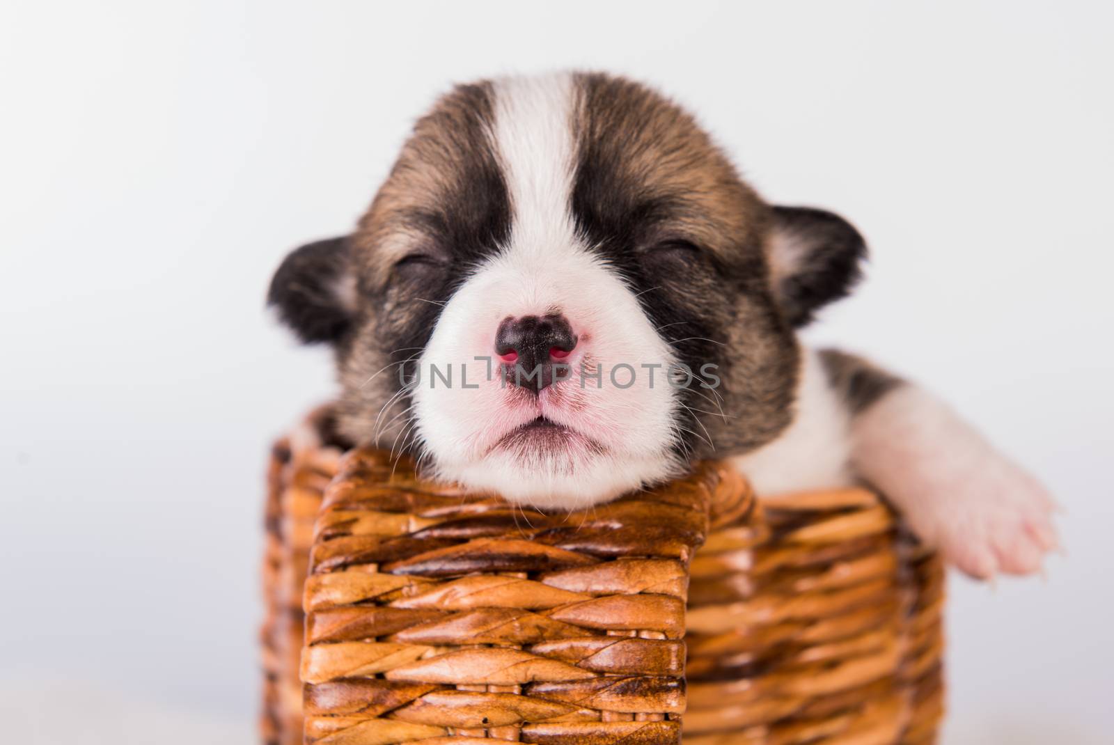 Funny Pembroke Welsh Corgi puppy dog sitting on basket isolated on white background
