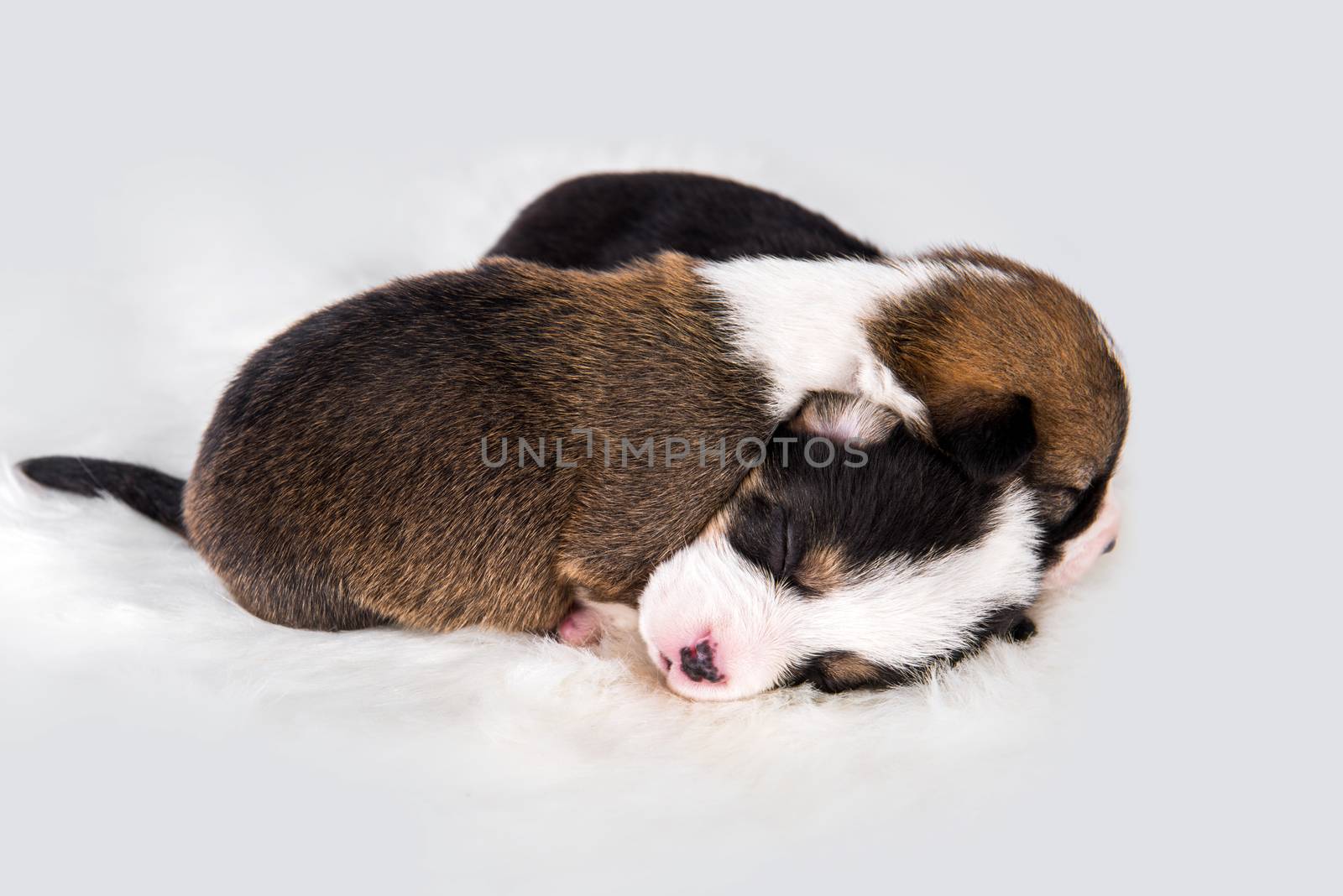 Two Pembroke Welsh Corgi puppies dogs on white by infinityyy