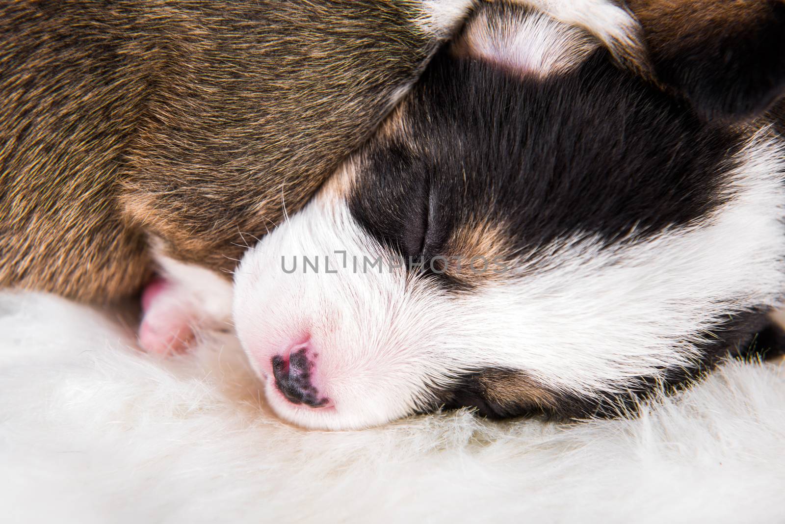 Two Pembroke Welsh Corgi puppies dogs isolated on white background