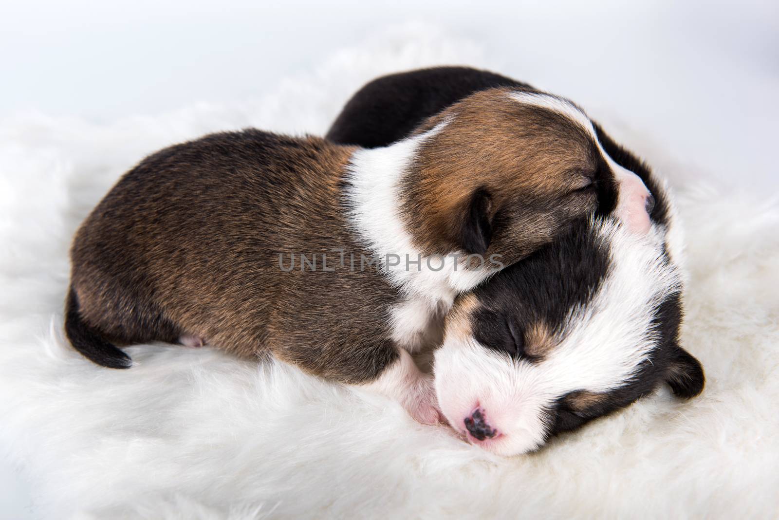 Two Pembroke Welsh Corgi puppies dogs isolated on white background