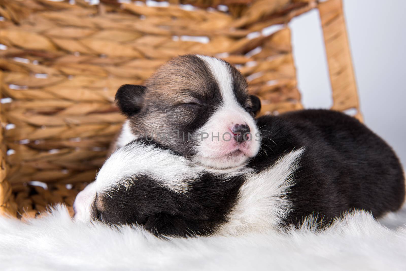 Two Pembroke Welsh Corgi puppies dogs on basket isolated on white background