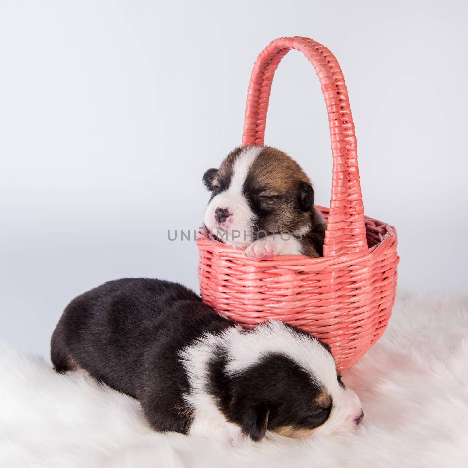 Two Pembroke Welsh Corgi puppies dogs on basket by infinityyy