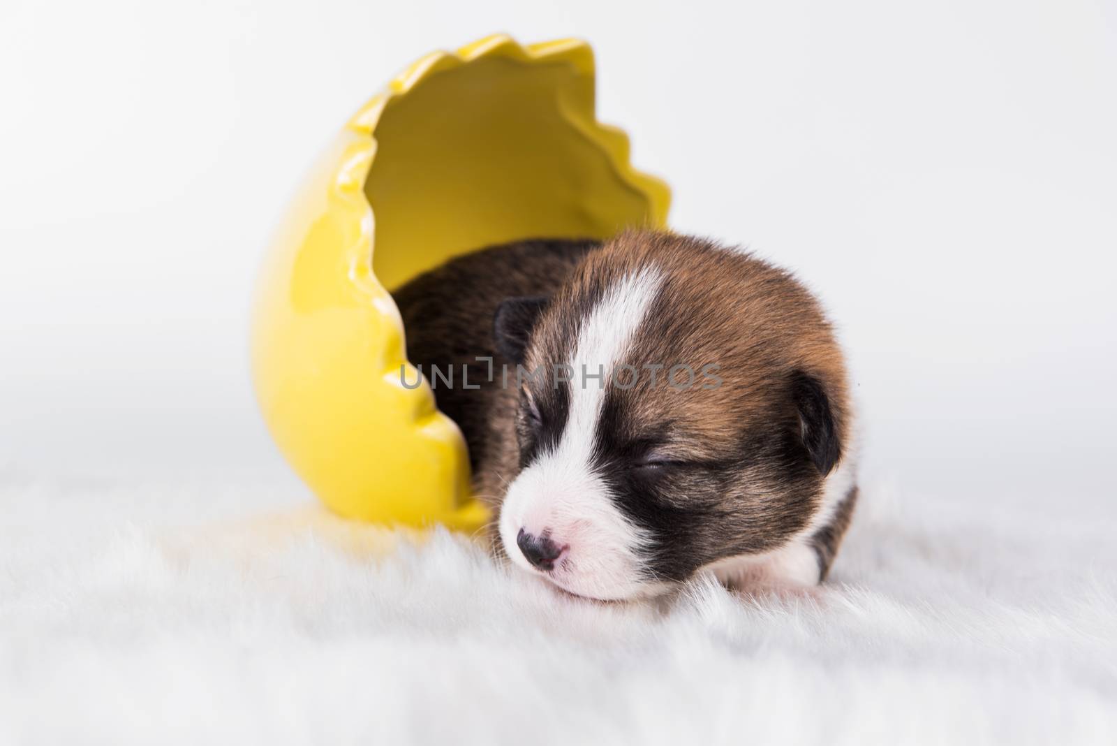 Funny Pembroke Welsh Corgi puppy dog sitting in the egg isolated on white background on Easter holidays