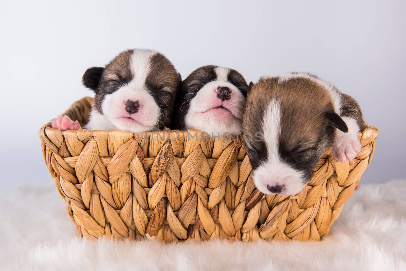 Group of three Pembroke Welsh Corgi pembroke puppies dogs on basket isolated on white background