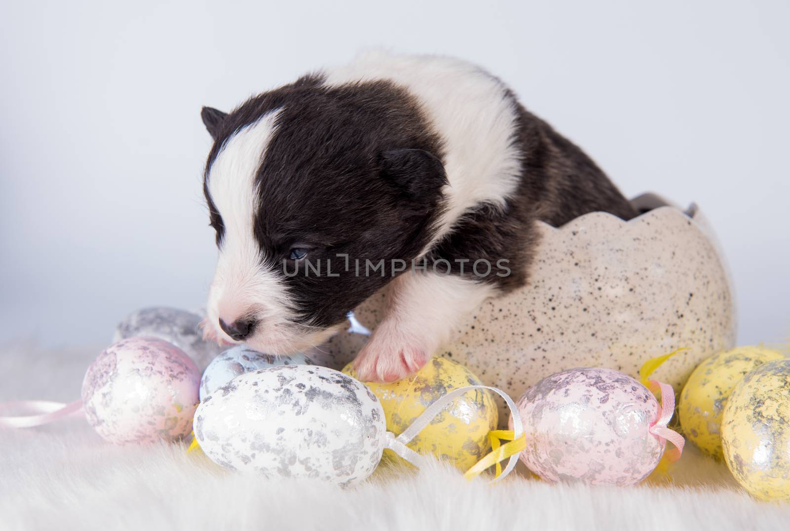 Funny blind small Pembroke Welsh Corgi puppy dog sitting in the egg isolated on white background on Easter holidays