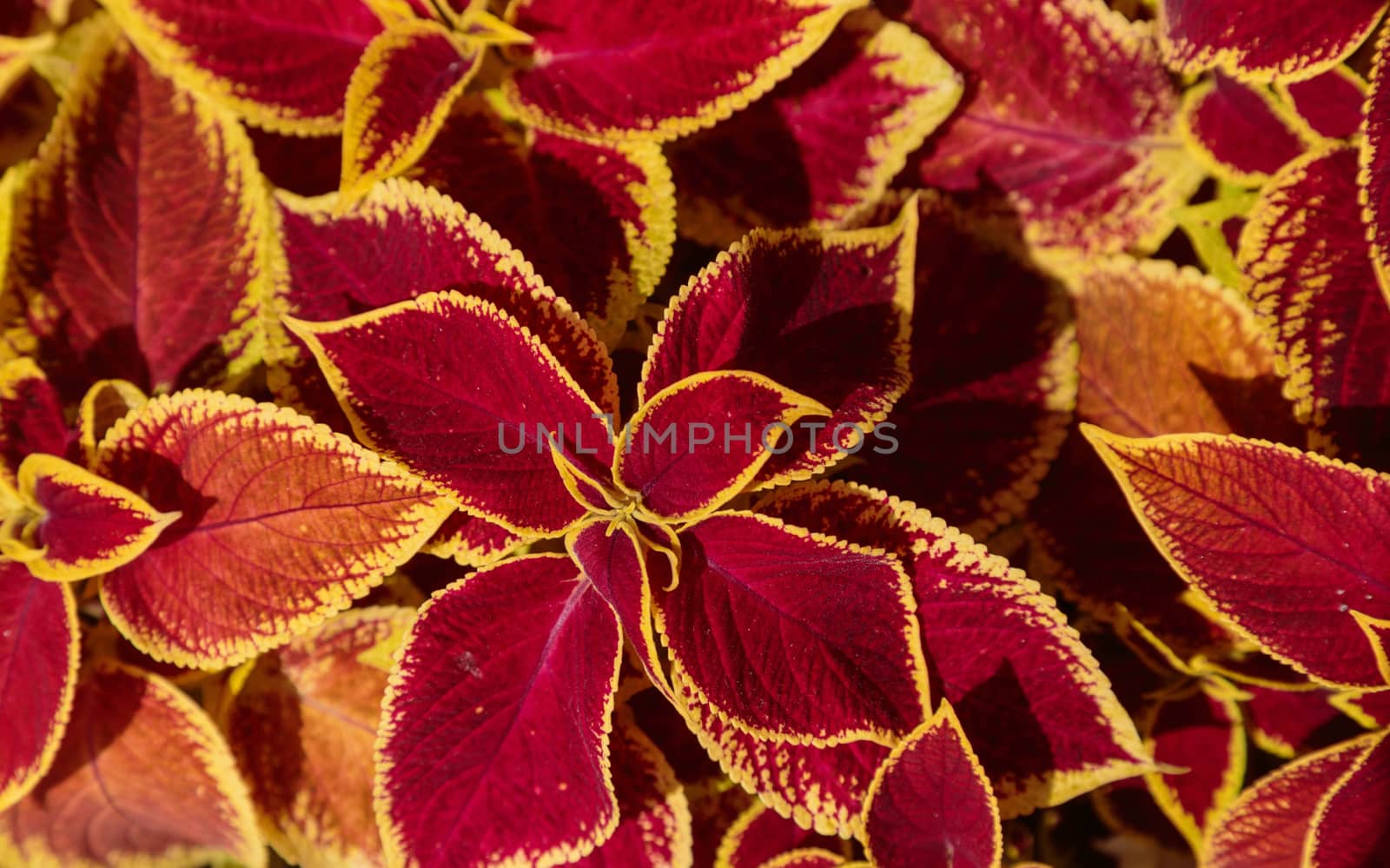 Decorative lawn leaves, Creative layout made of red and yellow foliage, abstract nature background