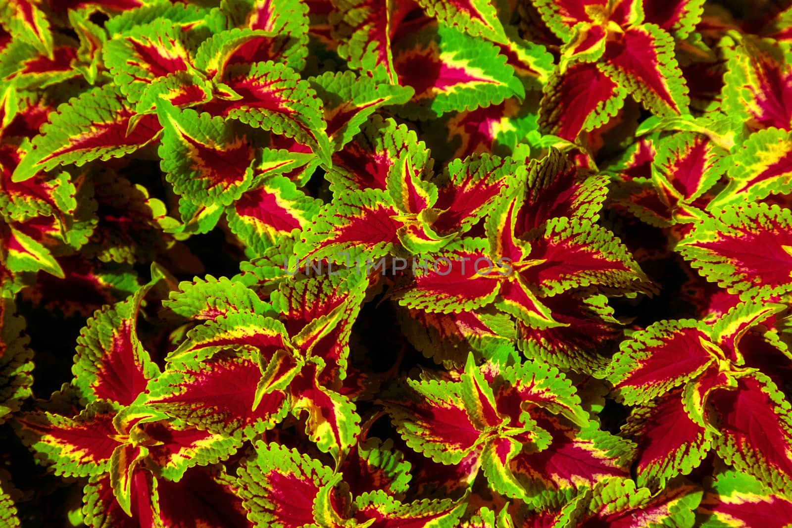 Decorative lawn leaves, Creative layout made of green and red foliage, abstract nature background