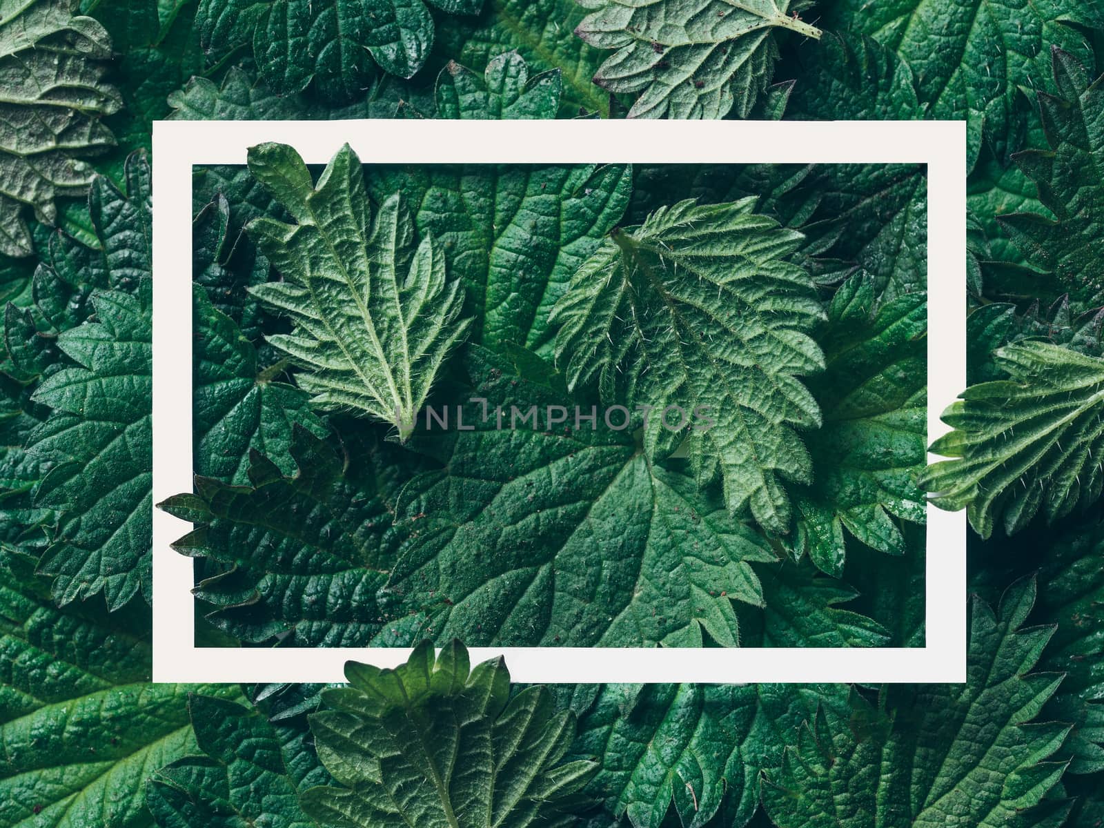 Beautiful creative layout made of nettle leaves with white frame. Nature concept. Top view or flat-lay. Copy space for text. Horizontal