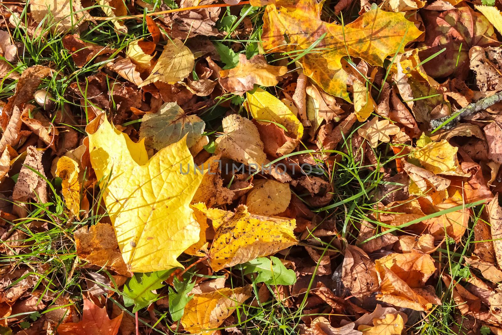 Beautiful colorful autumn leaves on the ground for backgrounds o by MP_foto71