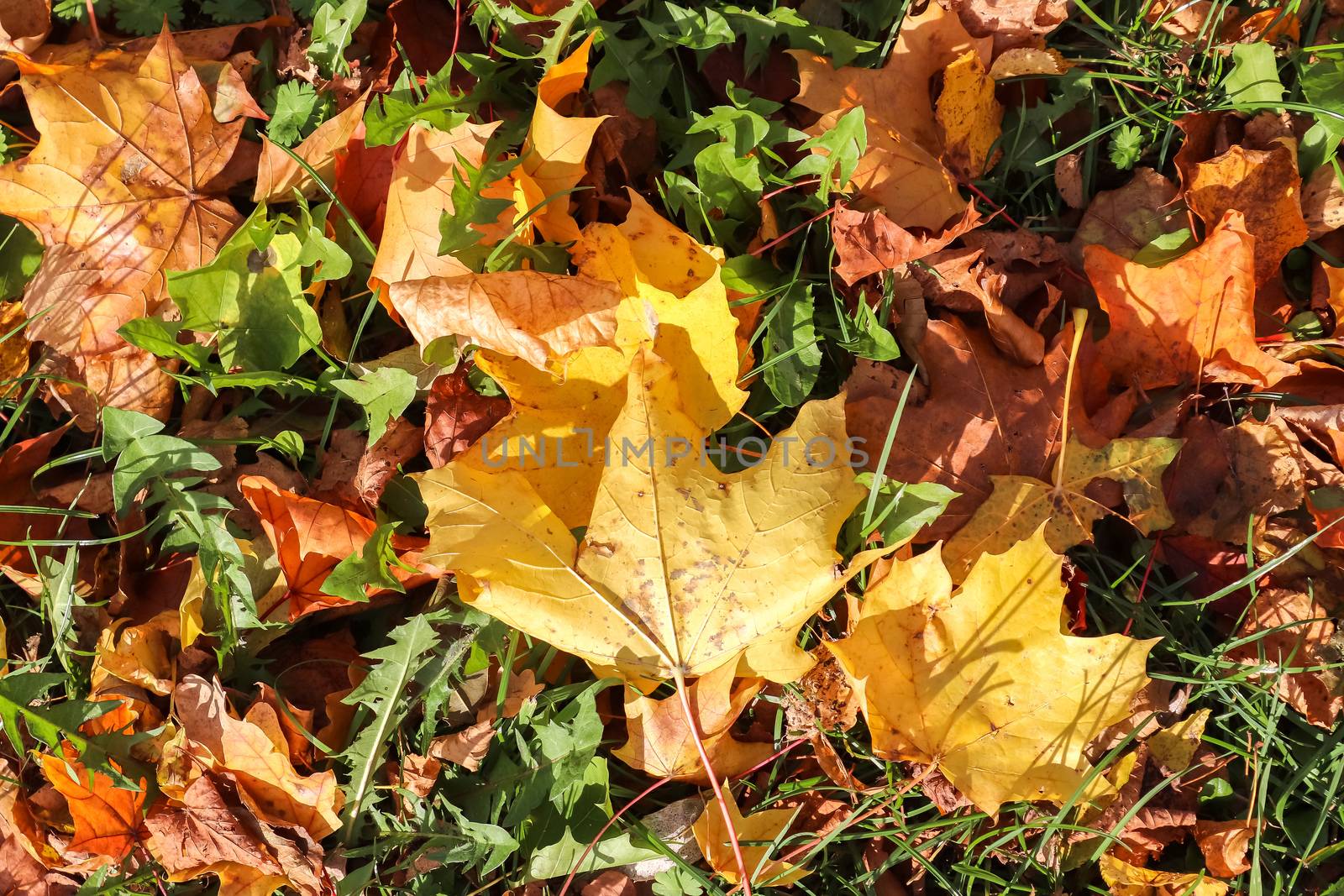 Beautiful colorful autumn leaves on the ground for backgrounds o by MP_foto71