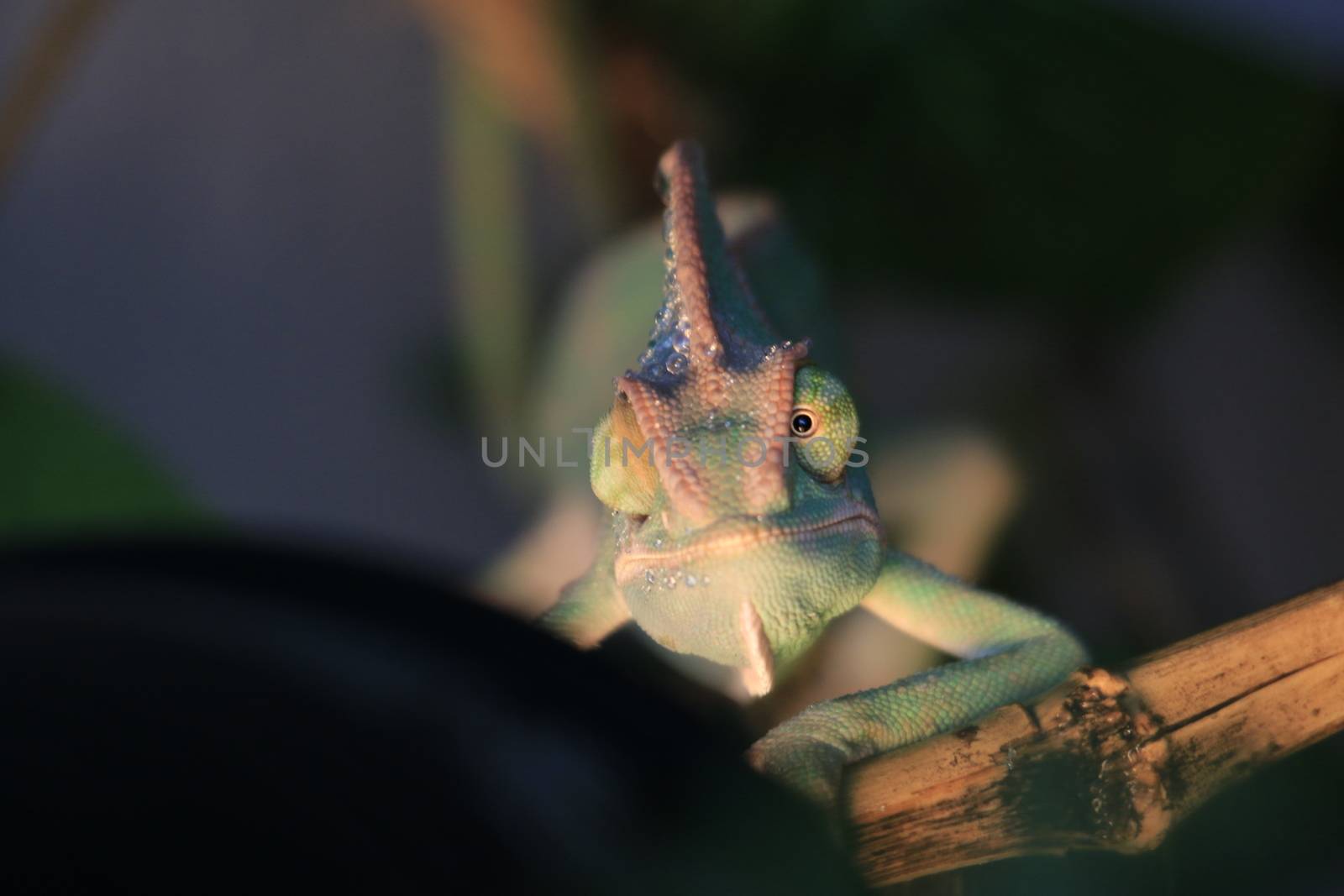 pet veiled chameleon in captivity by mynewturtle1
