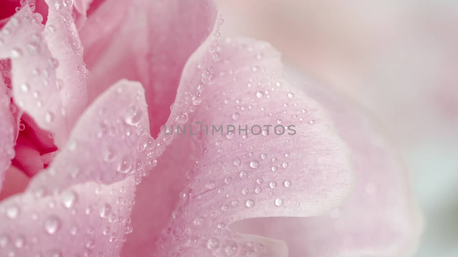 Extreme close up view of piony. Flower petals of piony with dew. Copy space for text. Beautiful piony with water drops. Banner. Can use as natural pattern background for design, social media