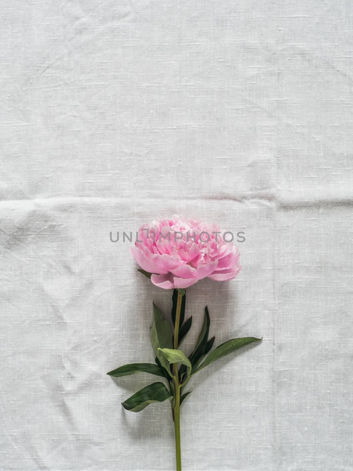 peony flower on white tablecloth by fascinadora