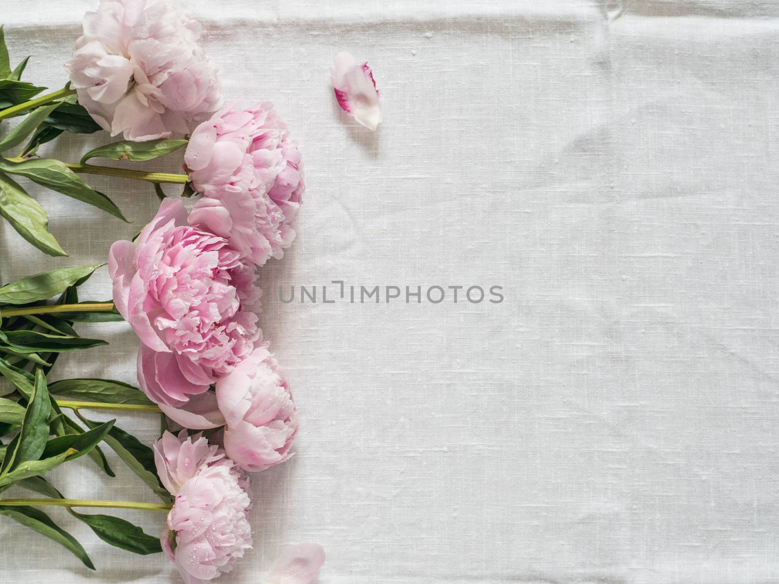 Beautiful pale pink peony. Top view of pink piones on white linen tablecloth background. Copy space for text. Flat lay. Horizontal