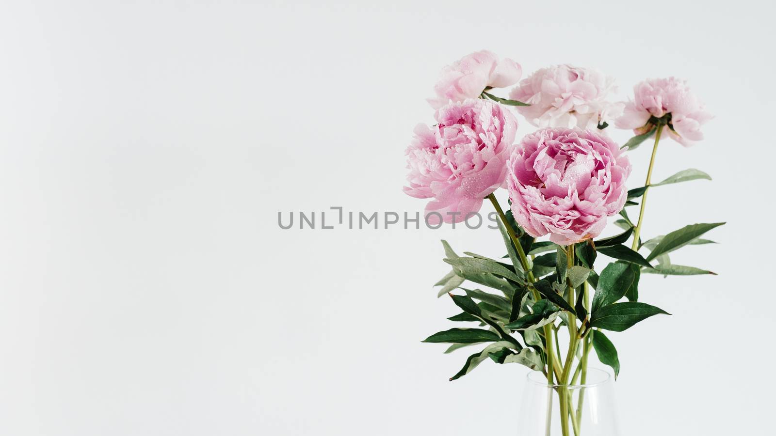 Beautiful pale pink peony bouquet in glass vase on white or light gray wall background. Banner. Copy space for text. Toned filetr