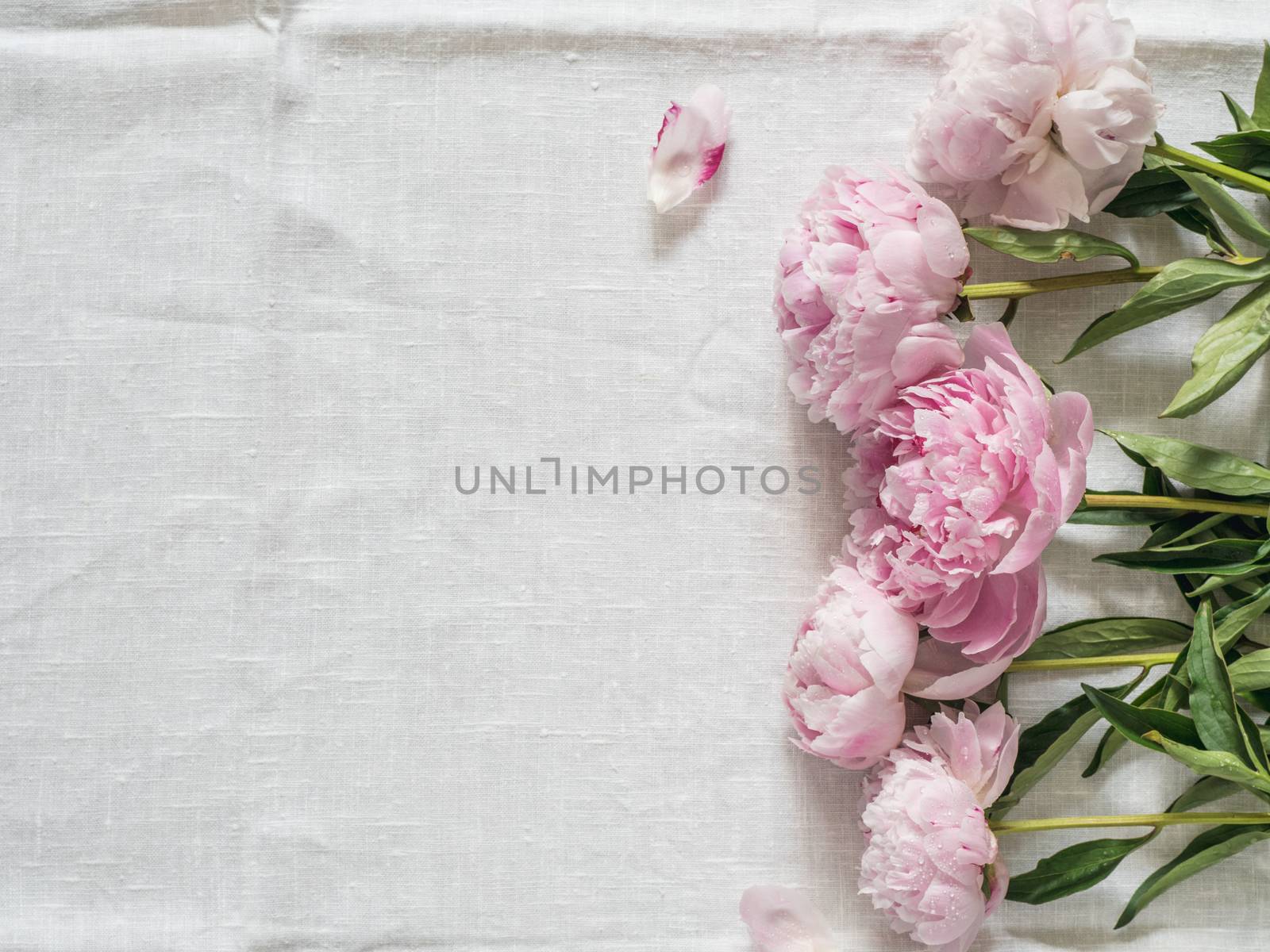 Beautiful pale pink peony. Top view of pink piones on white linen tablecloth background. Copy space for text. Flat lay. Horizontal