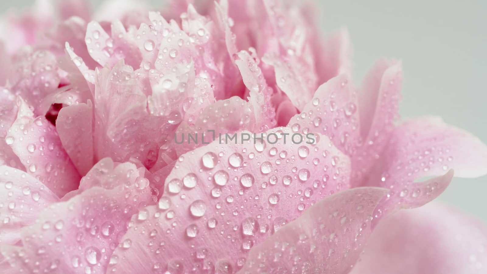 Extreme close up view of piony. Flower head of piony with dew. Beautiful piony with water drops. Banner. Copy space for text. Can use as natural pattern background for design, social media