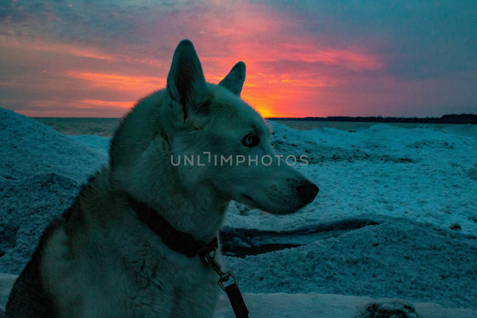 husky on beach during sunset in Canada and winter by mynewturtle1