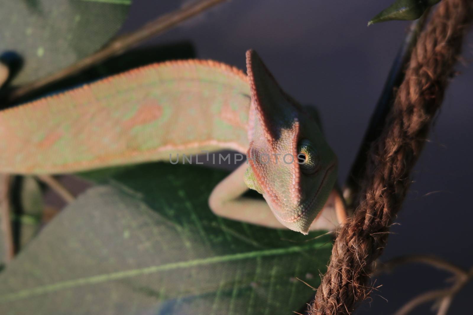 pet veiled chameleon in captivity by mynewturtle1
