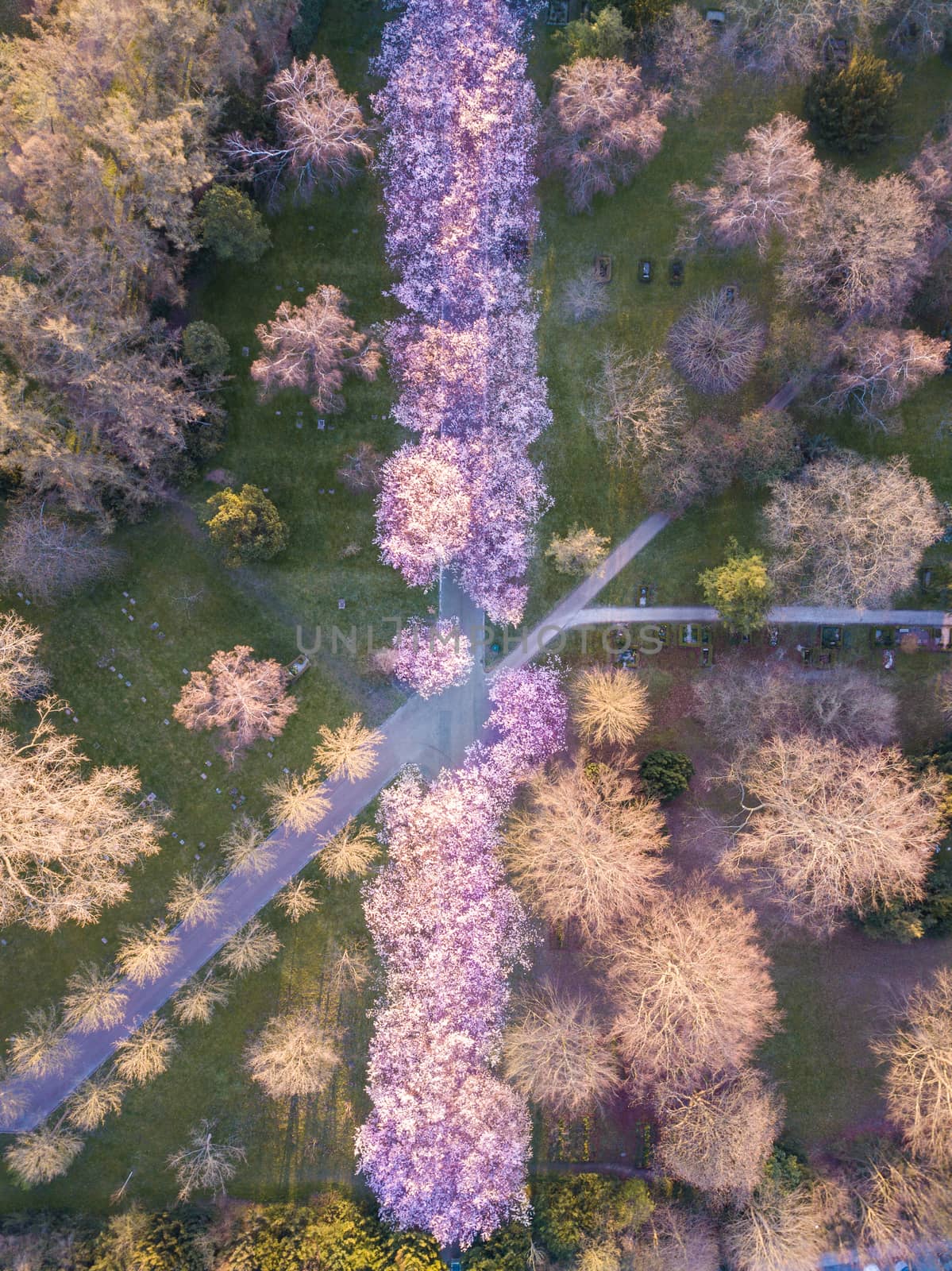 Copenhagen, Denmark - April 06, 2020: Aerial drone view of an alley with cherry tree blossoming at Bispebjerg cemetery