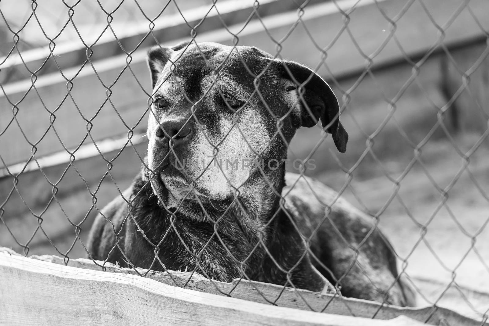 Black and white photo of homeless dog in a shelter for dogs.