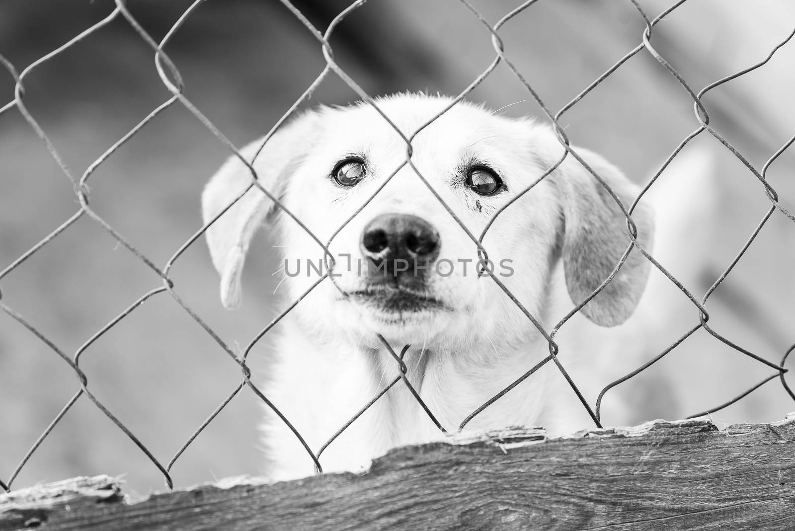 Black and white photo of homeless dog in a shelter for dogs.